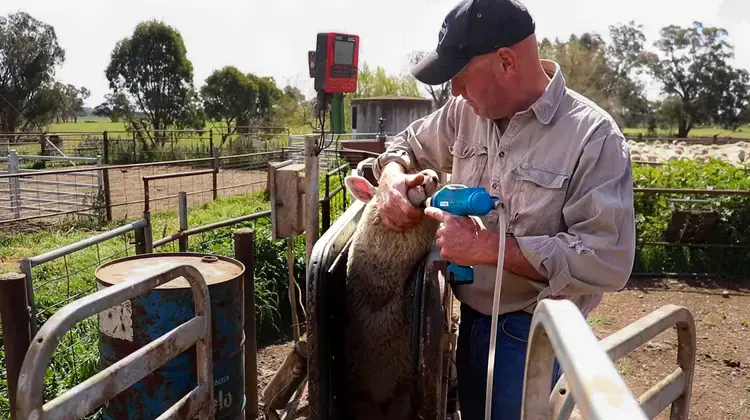 Pigs, Cattle, and Sheep: How to Choose the Right Veterinary Equipment