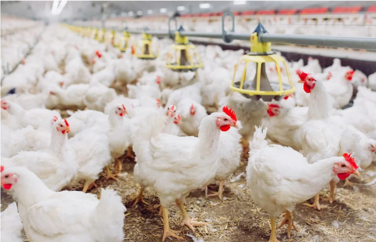 Optimizing Poultry Health and Efficiency: A Comprehensive Guide to Chicken Feeders