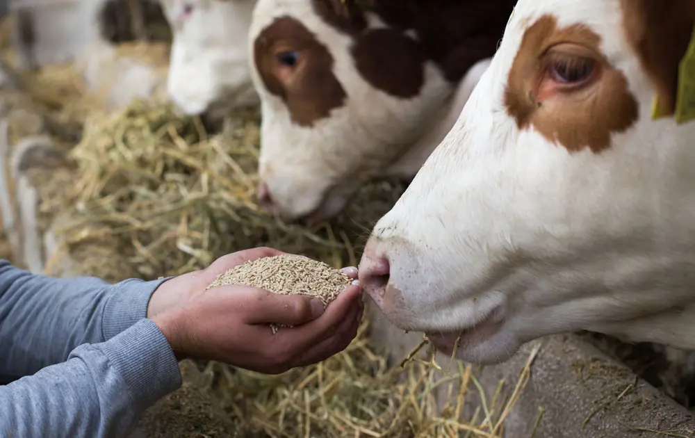What Are the 3 Main Animal Feeding Methods? A Guide for Livestock Professionals