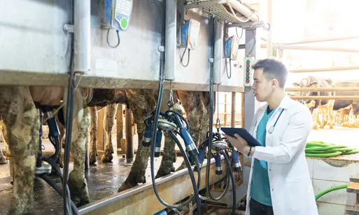 What is the best type of injection for cattle?