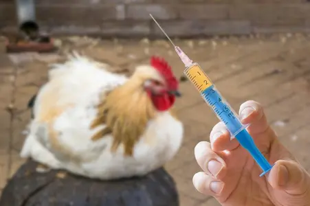 Veterinary Guide for Animal Syringes, Animated Training Tools & Anime Designs