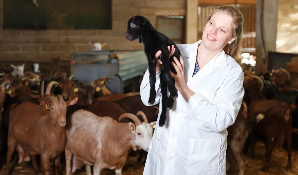 Which Animal Farm is Most Profitable? A Data-Driven Guide for Livestock Investors