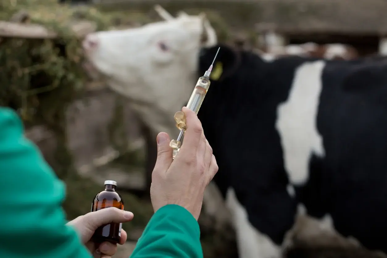 How Do Automatic Syringe Technologies Differ in Global Cattle Vaccination?