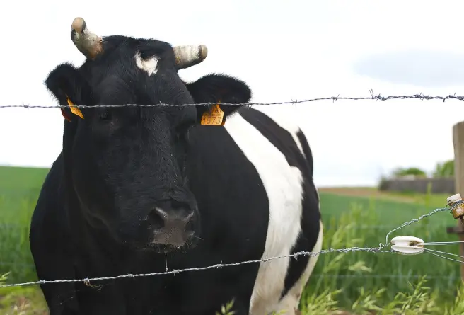 How to Provide Safe and Effective Cattle Injections: A Practical Guide for Livestock Professionals