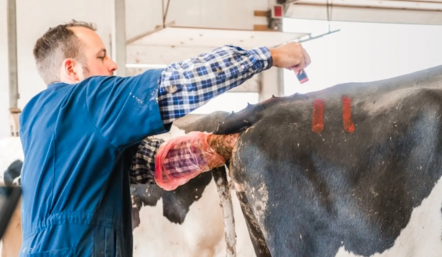 How Choosing the Best Cattle AI Gun