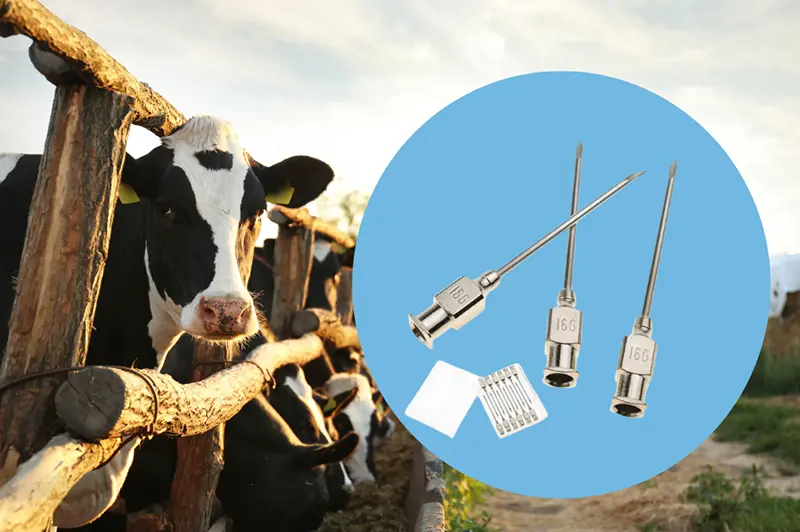 Understanding Quality Injection Needles in Veterinary Practices