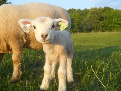 Enhance Livestock Management with Premium Cattle Ear Tags and More