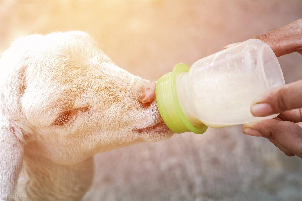 How Much Milk Should I Feed My Goat? A Guide to Optimal Nutrition & Essential Feeding Tools