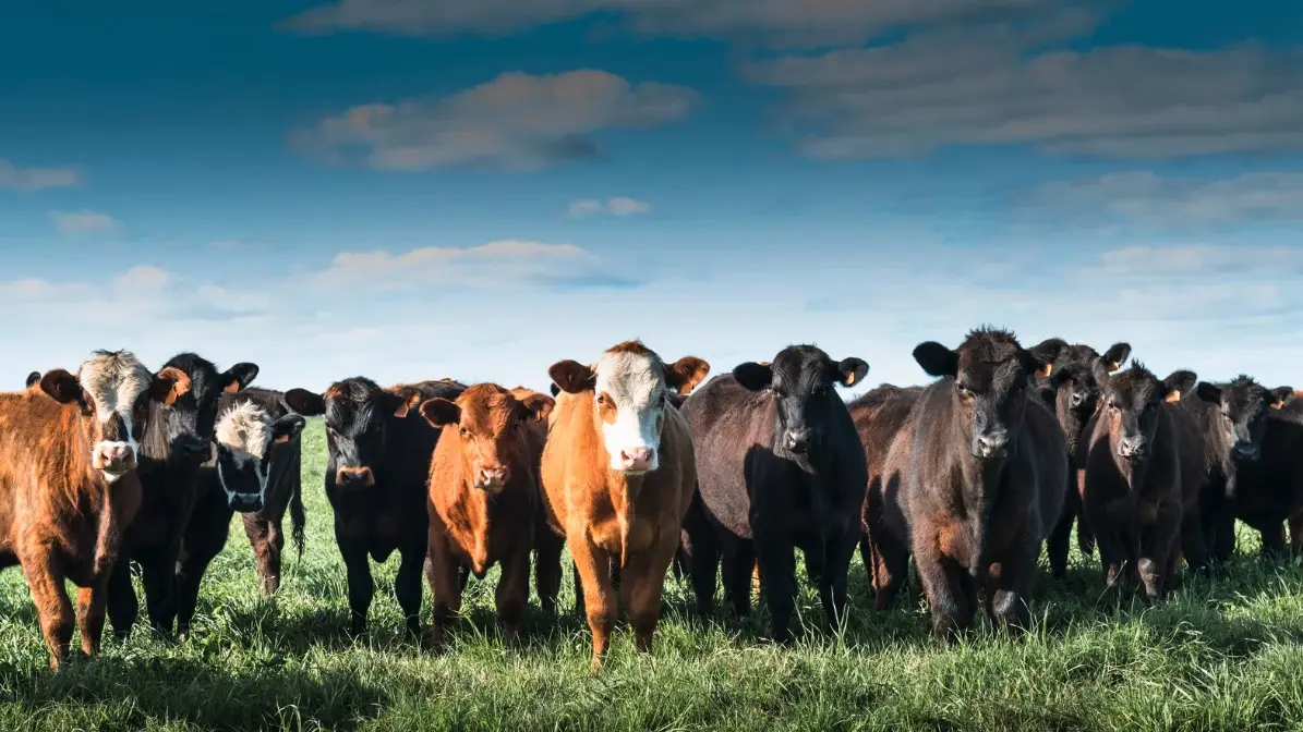 Animal Syringe Innovation: Bridging Veterinary Precision and Modern Training Tools