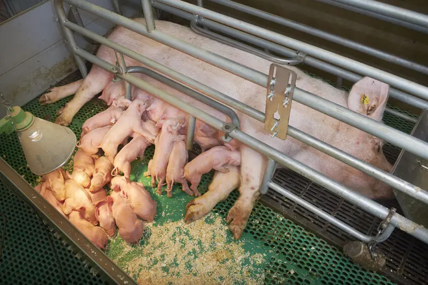 What Is the Best Age to Breed Pigs? A Guide to Breeding and Equipment for Modern Pig Farms