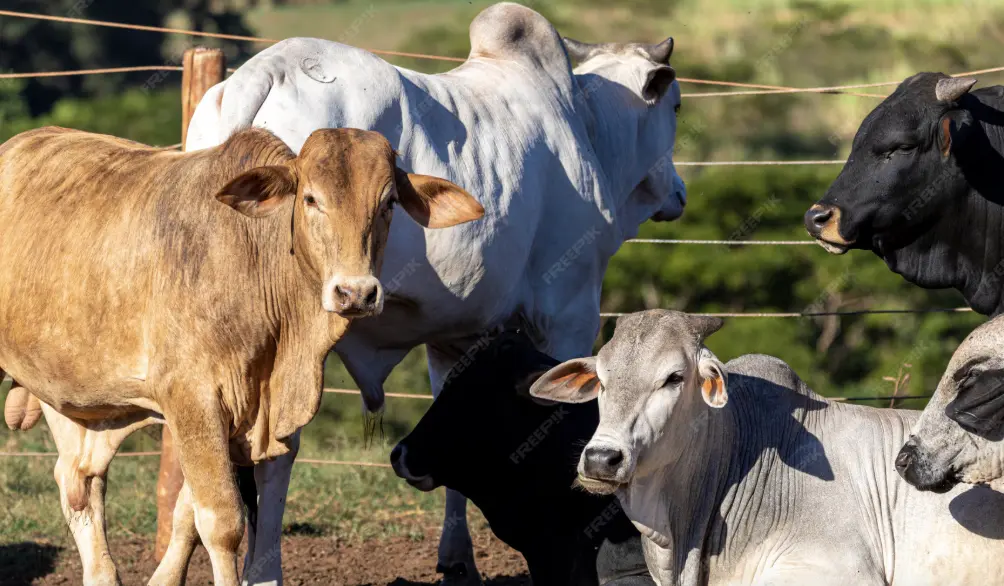 What Is the Best Injection for Piglets? A Practical Guide to Veterinary Syringes, Needles & Auto Injectors