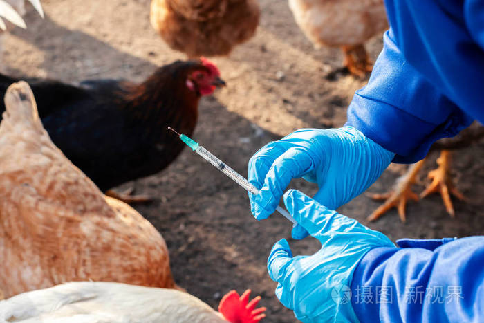 How to Help a Sick Chicken Naturally-Holistic Care & Essential Veterinary Tools