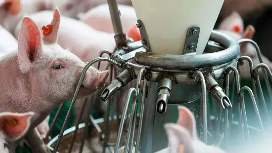 Smart Water Management in Pig Farming: Optimize Animal Health with Veterinary Equipment