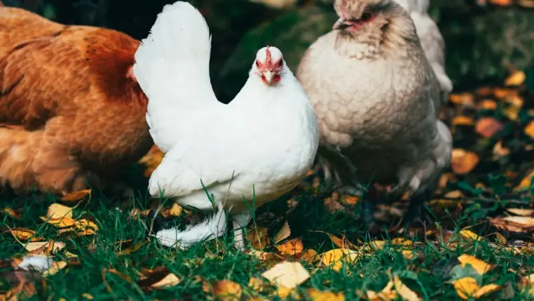 A Comprehensive Guide to Poultry Vaccines and Immunity