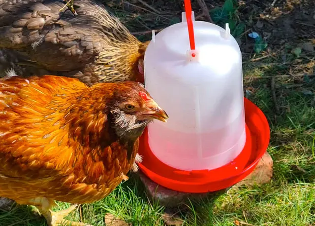 How Much Should a Chicken Drink? Water Requirements & Essential Poultry Equipment