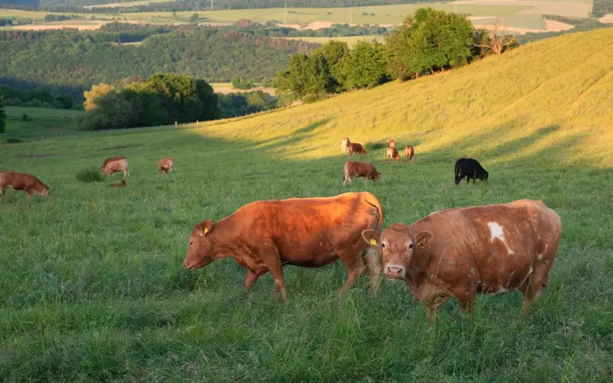 Precision in Livestock Management: How Veterinary Syringes and Breeder Tools Enhance Animal Health