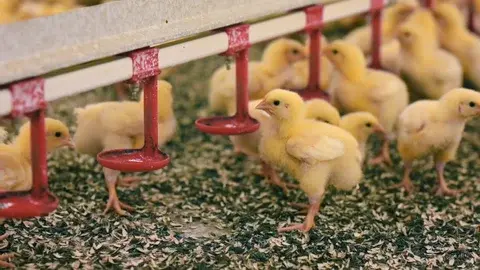 Optimizing Poultry Health and Efficiency: A Guide to Watering Nipples and Feeders