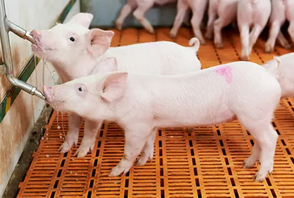 How to Make Pigs Drink More Water: 5 Science-Backed Strategies
