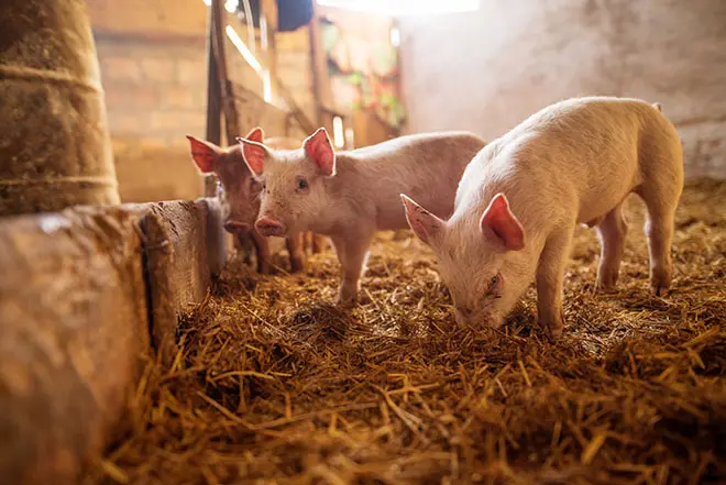 Pig Feeding Methods: Optimal Nutrition Strategies & Essential Veterinary Equipment