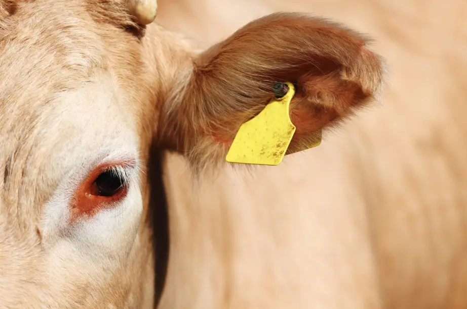 Guide to Cattle Ear Tags: Types, Benefits, and Selection Tips
