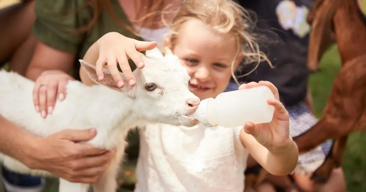 Bottle Feeding vs. Bucket Feeding Calves: Which Method Improves Calf Health and Equipment Efficiency?