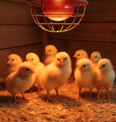 When to Remove the Heat Lamp from Chicks – Heating Lamp Guide for Poultry Farmers