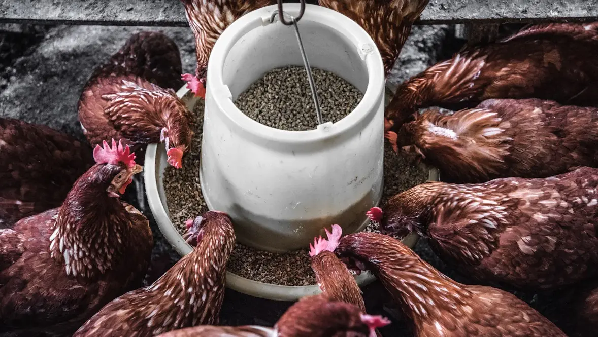 How to Ferment Chicken Feed for Healthier Chickens and Lower Costs