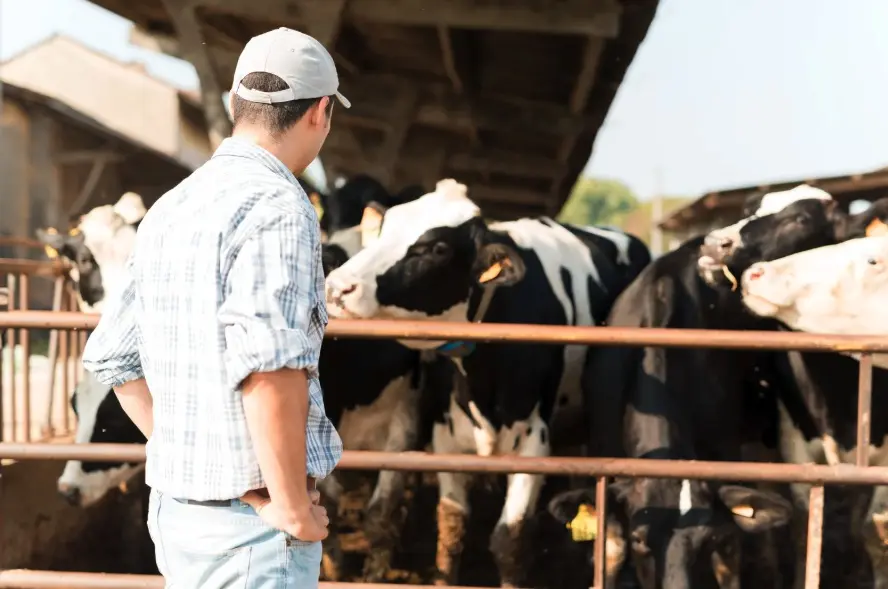 Everything You Need to Know About Veterinary Syringes and Needles for Cattle and Livestock