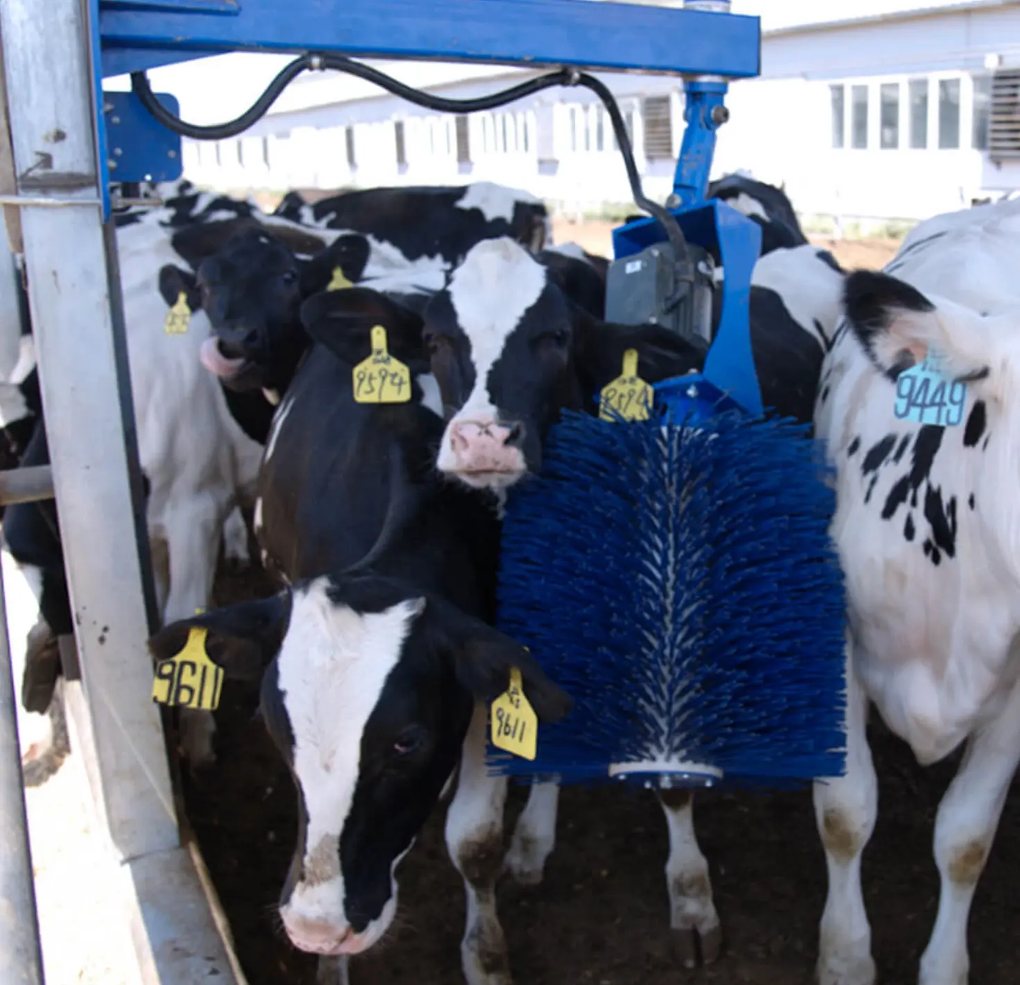 What Equipment Do You Need to Raise Cows?