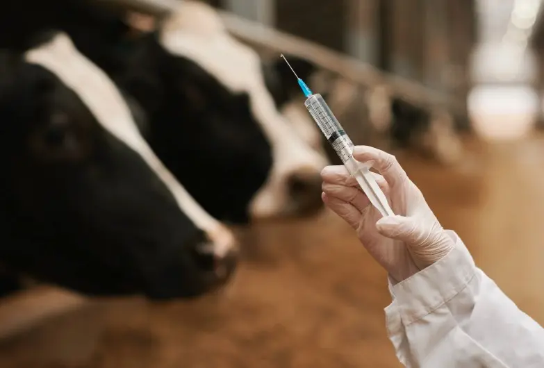 Top 5 Global Veterinary Syringe Brands for Precision Livestock Care