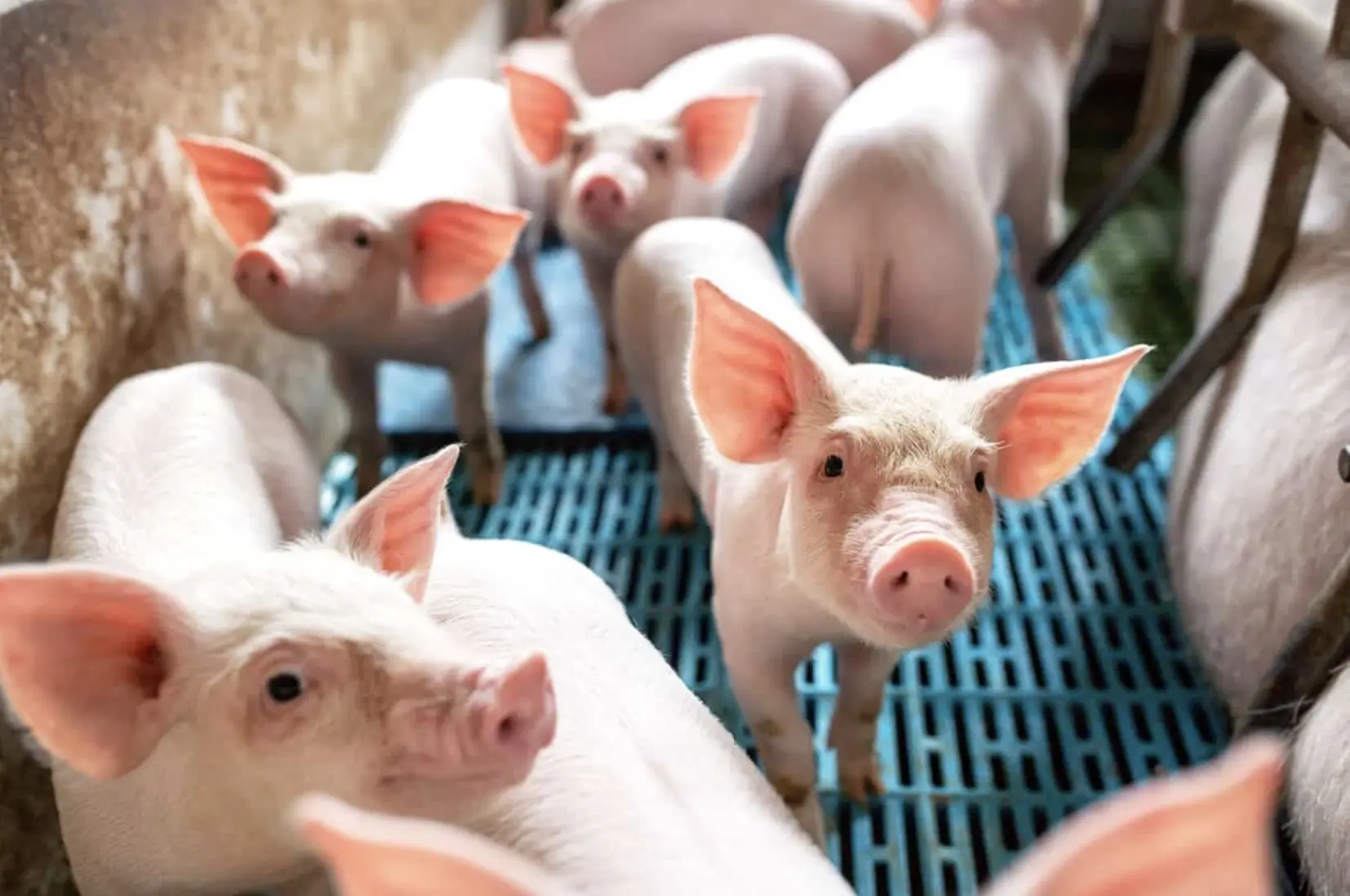 Essential Equipment for Breeding Pigs: From Semen Bags to Nipple Drinkers